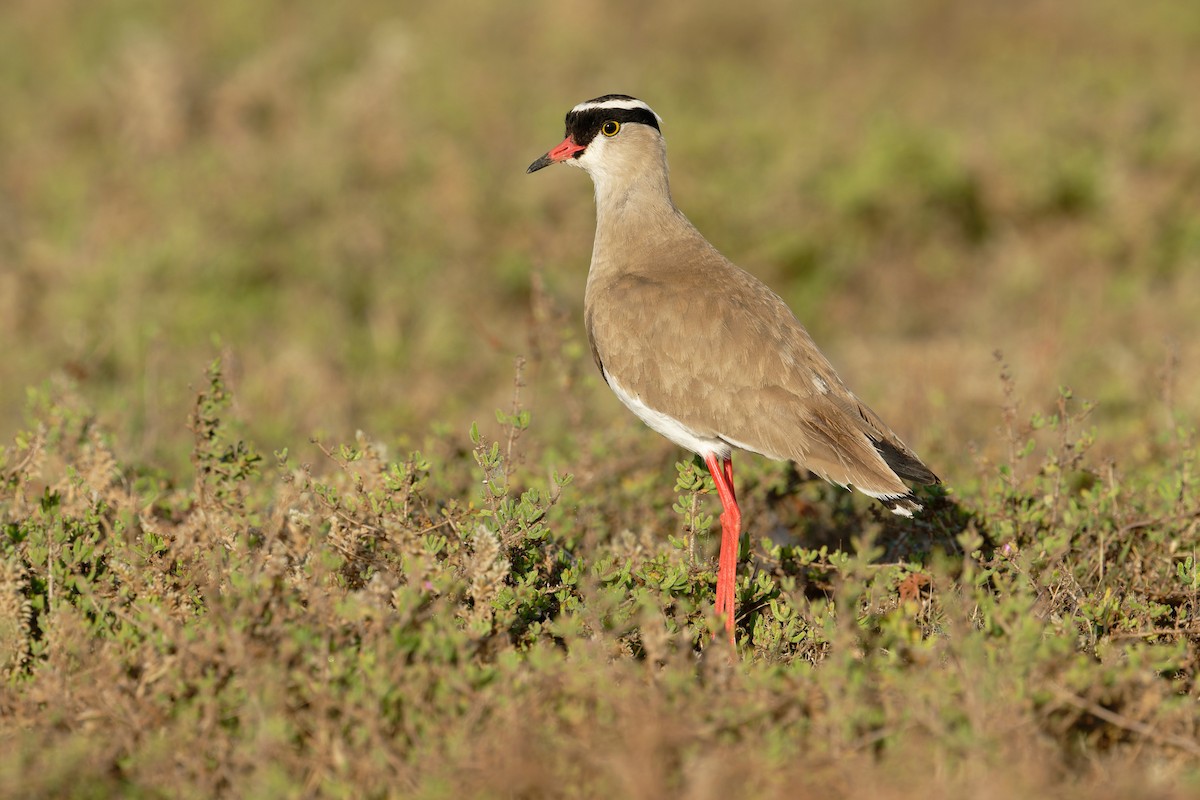 Crowned Lapwing - ML618059724