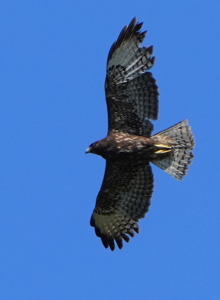 Red-tailed Hawk - Dave Bowman