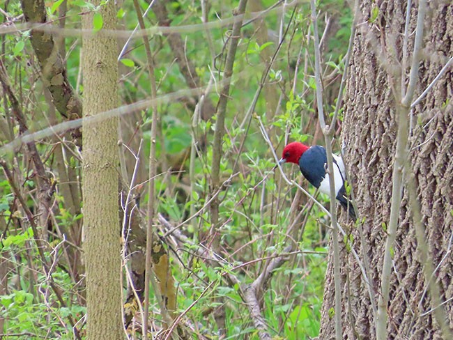Red-headed Woodpecker - Nancy Anderson