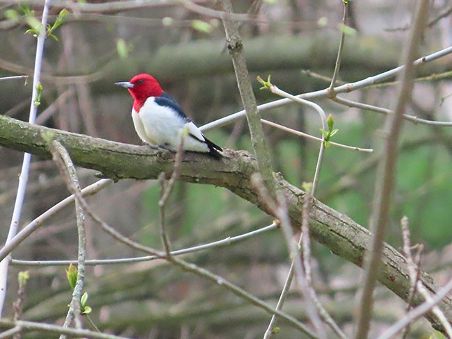 Red-headed Woodpecker - ML618059777