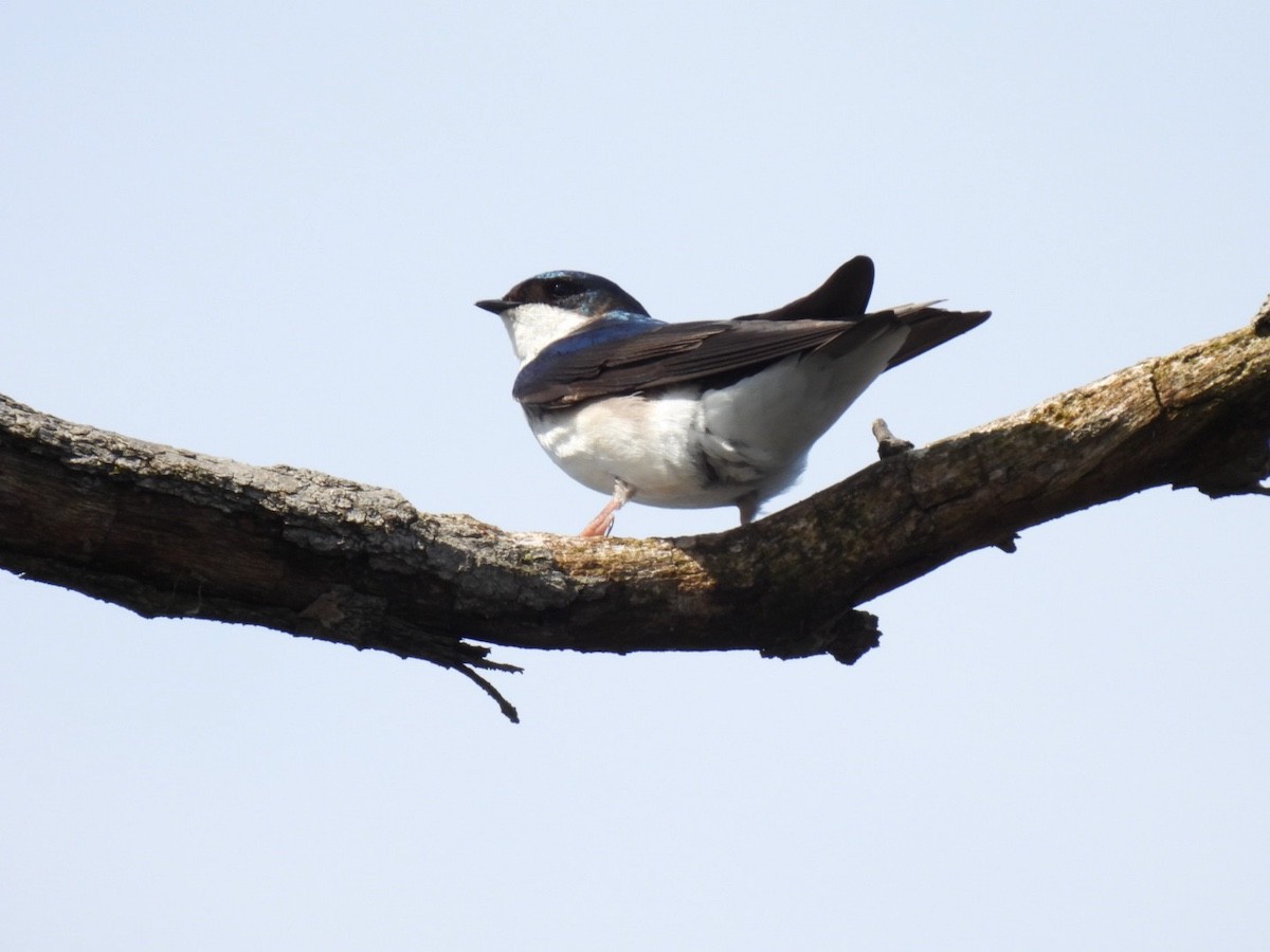 Tree Swallow - ML618059787