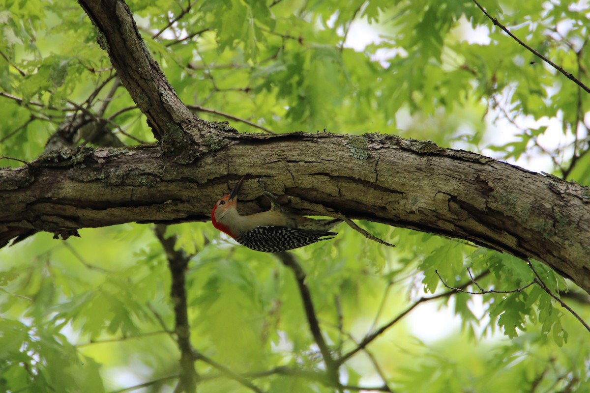 Red-bellied Woodpecker - ML618059796