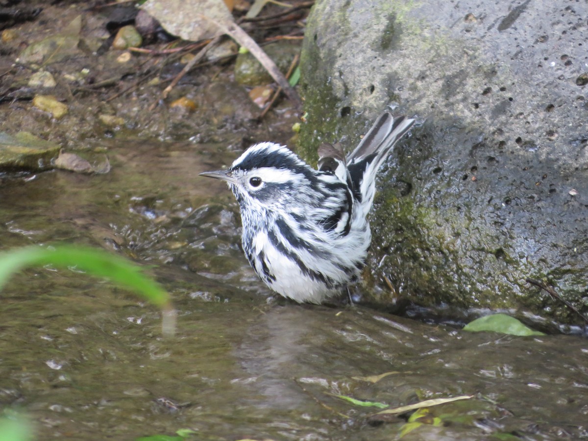 Black-and-white Warbler - ML618059803