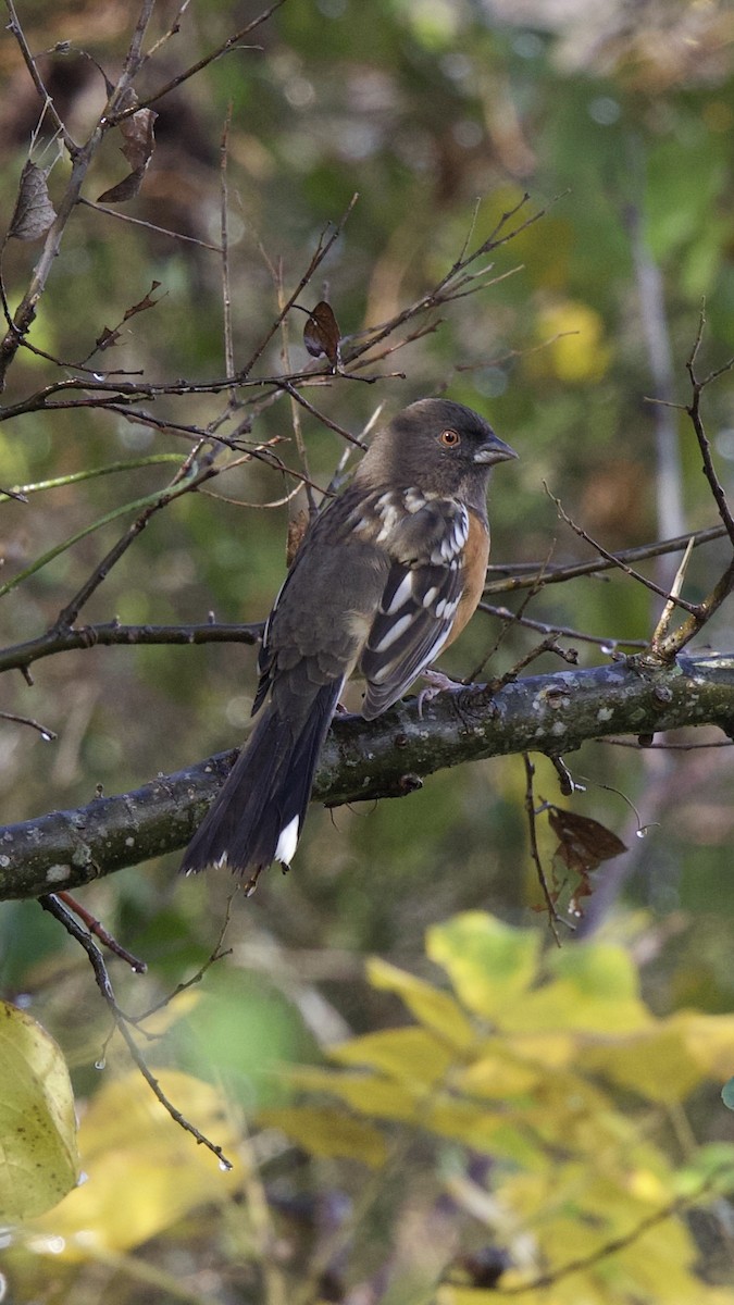 Spotted Towhee - ML618059813