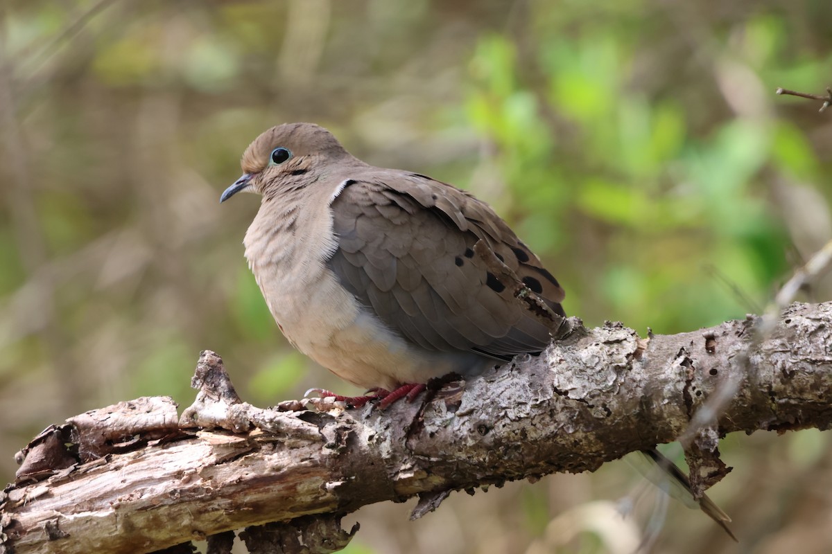 Mourning Dove - Janice Farral