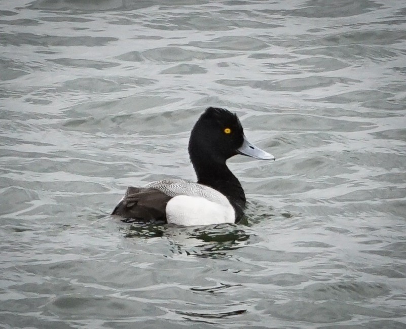 Lesser Scaup - Theresa Moore