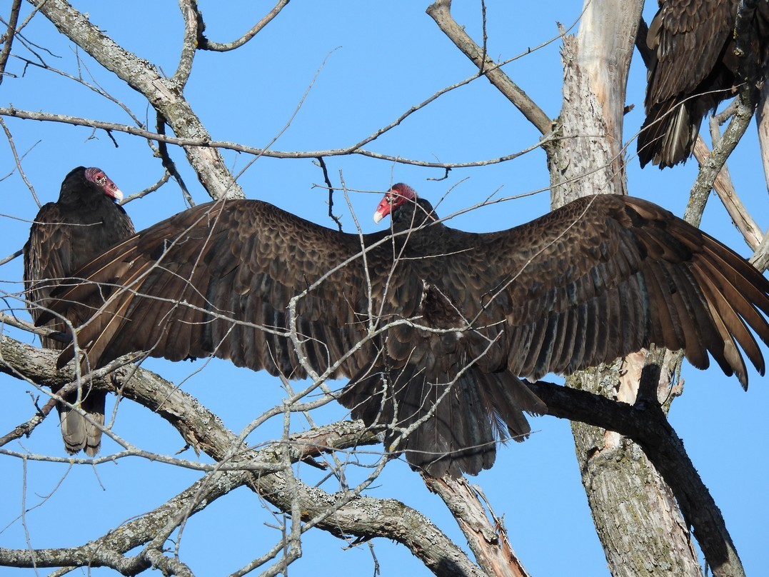 Turkey Vulture - ML618059880