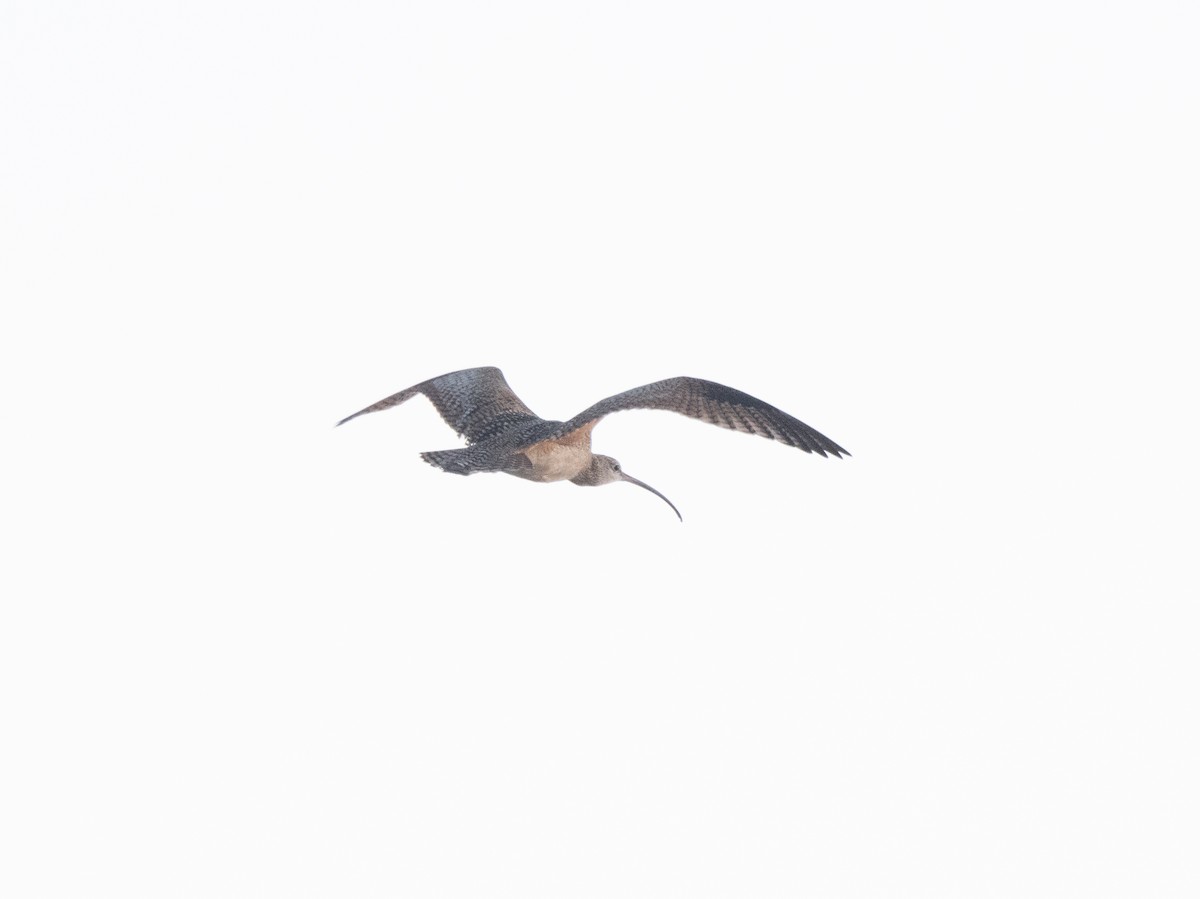 Long-billed Curlew - ML618059884