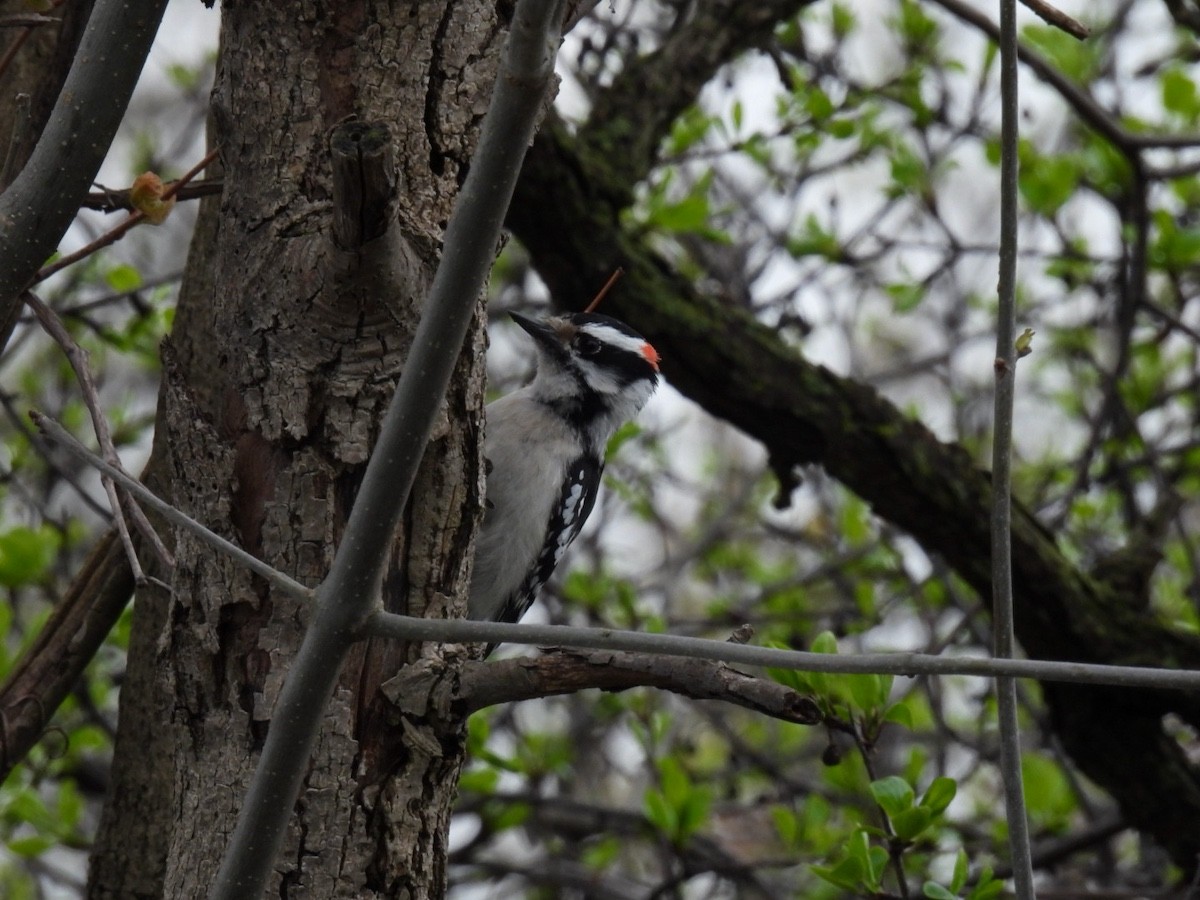 Downy Woodpecker - ML618059886