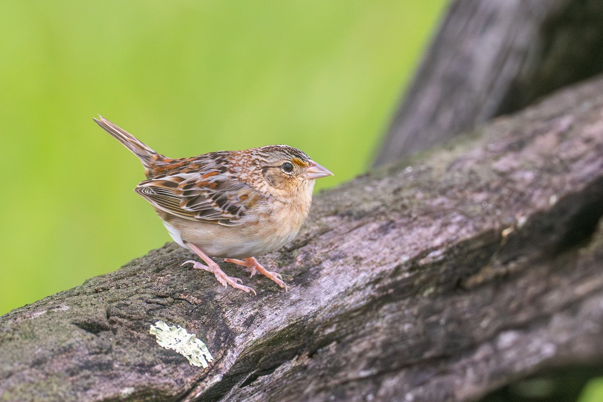 Grasshopper Sparrow - ML618059896