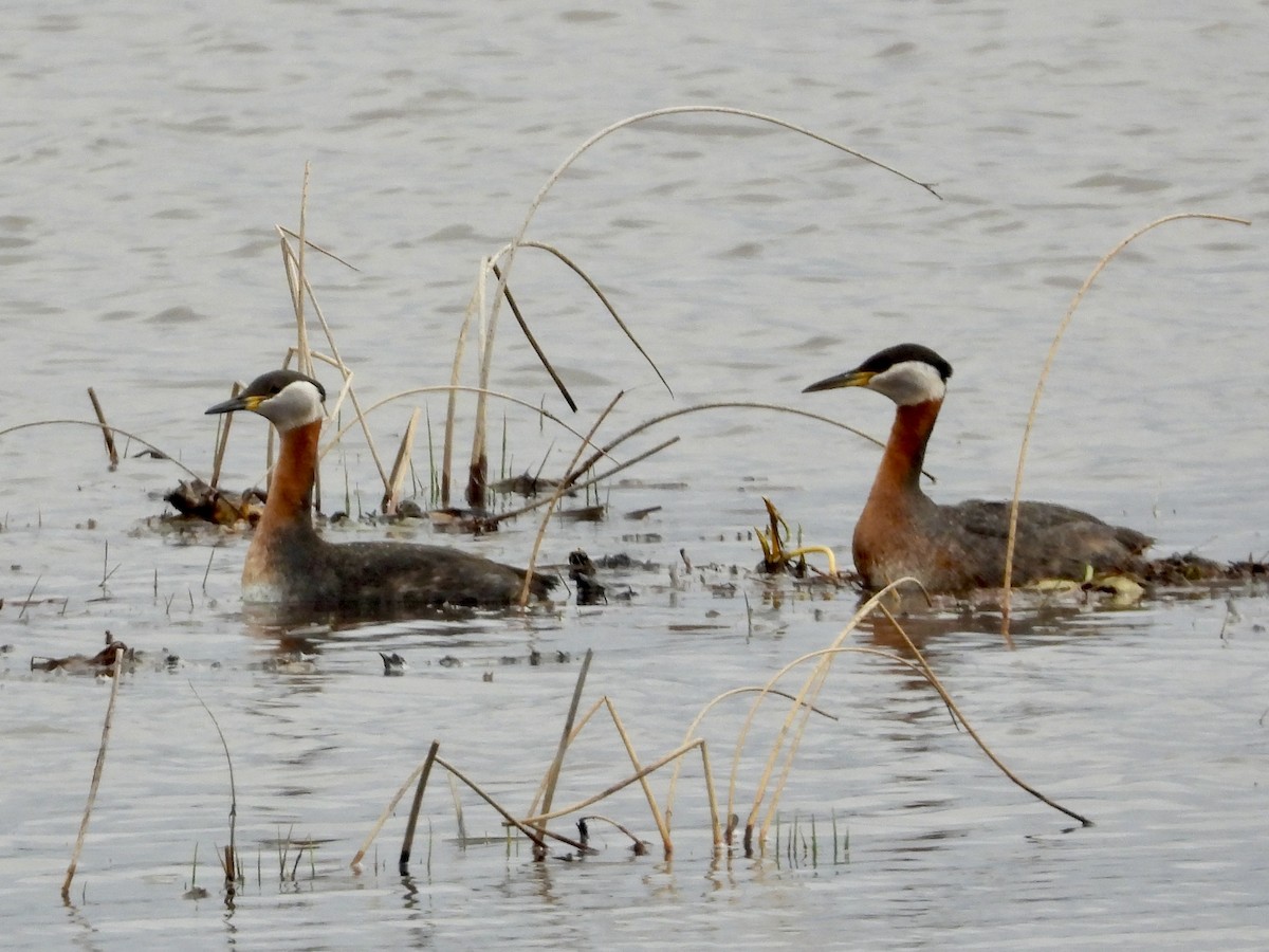 Red-necked Grebe - ML618059910