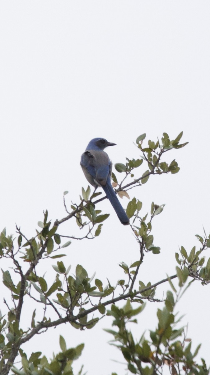 Woodhouse's Scrub-Jay - Anonymous