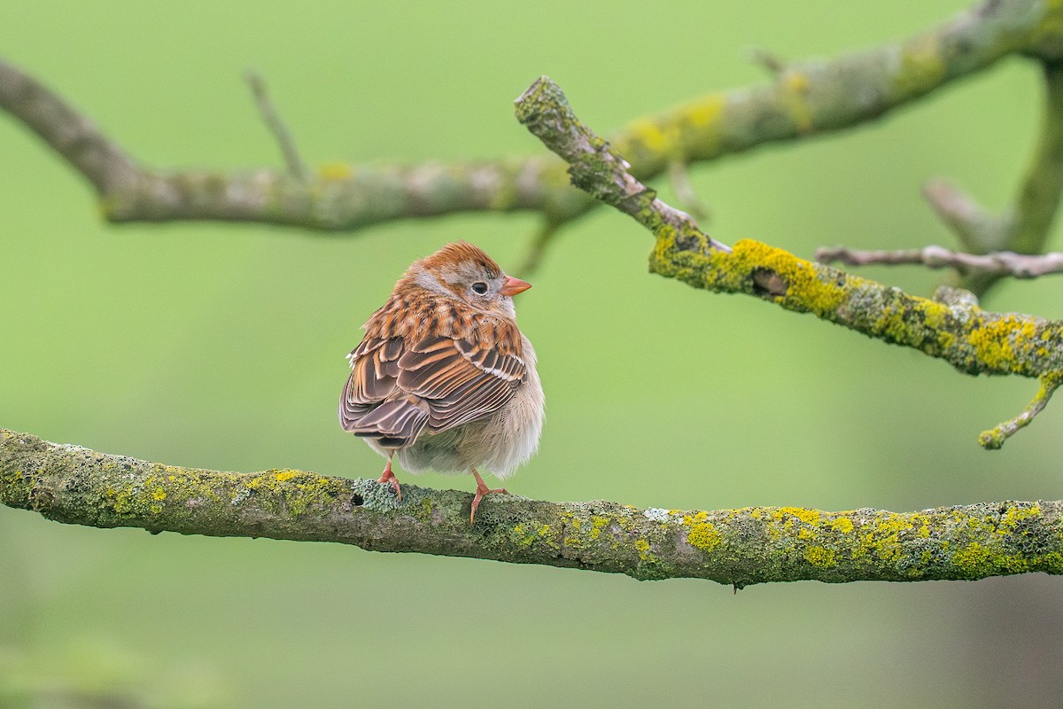 Field Sparrow - Riley Metcalfe