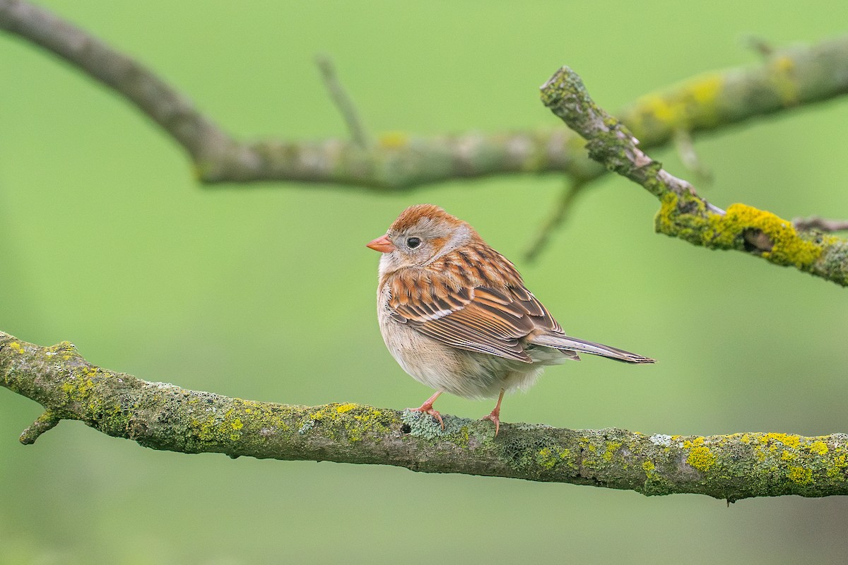 Field Sparrow - ML618059933