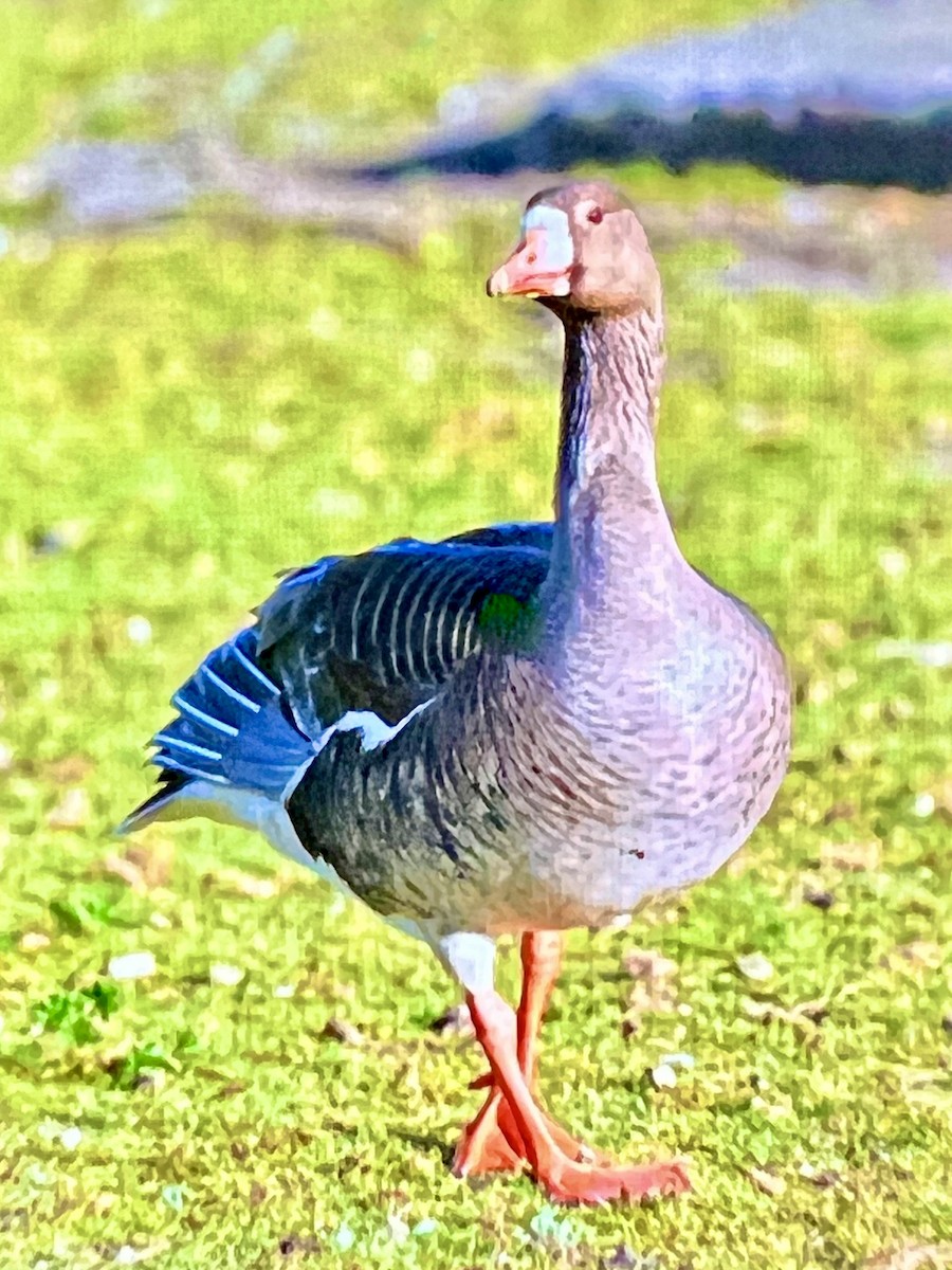 Greater White-fronted Goose - ML618059953