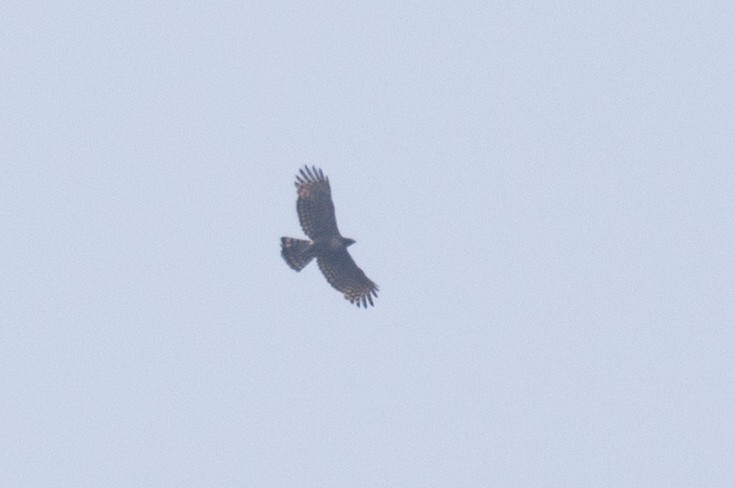 Mountain Hawk-Eagle (nipalensis) - ML618059954