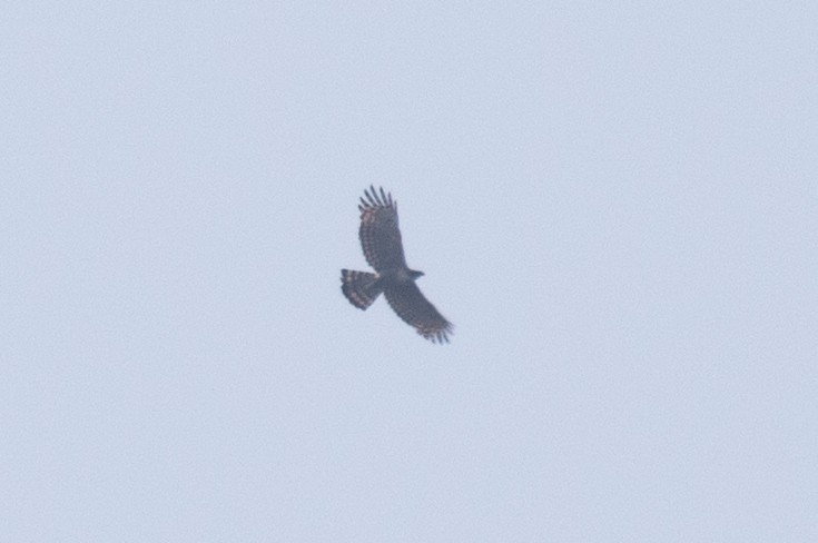 Mountain Hawk-Eagle (nipalensis) - Xiaoni Xu