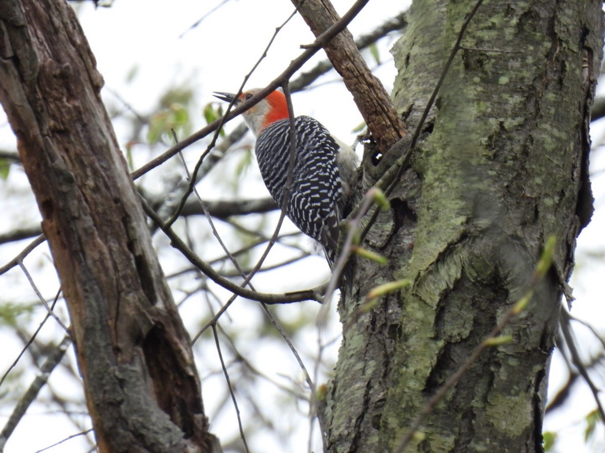 Red-bellied Woodpecker - Bruce Moorman