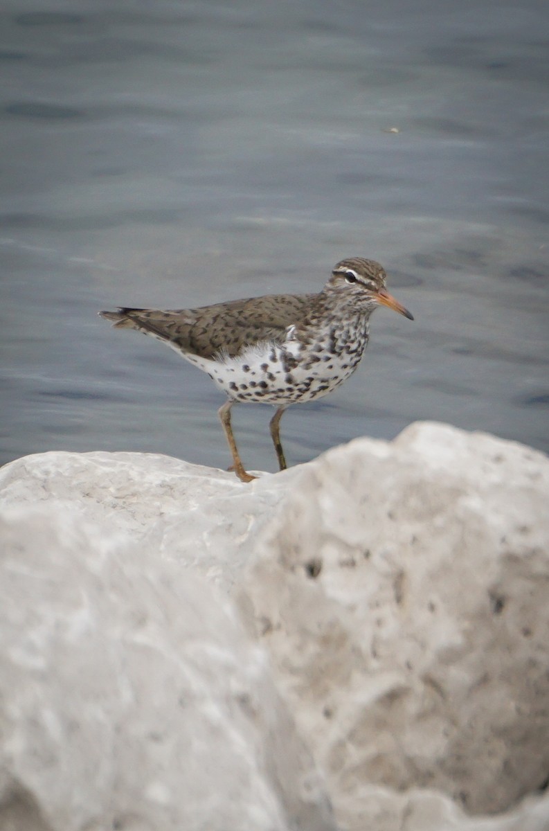 Spotted Sandpiper - Theresa Moore
