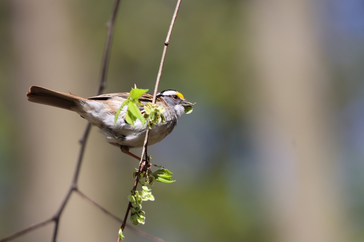 White-throated Sparrow - Janice Farral