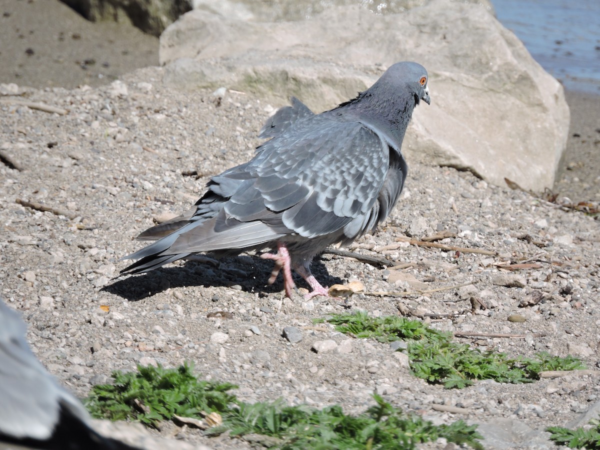 Rock Pigeon (Feral Pigeon) - ML618059990