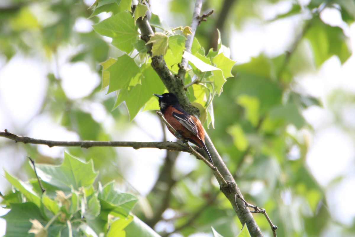 Orchard Oriole - ML618060029