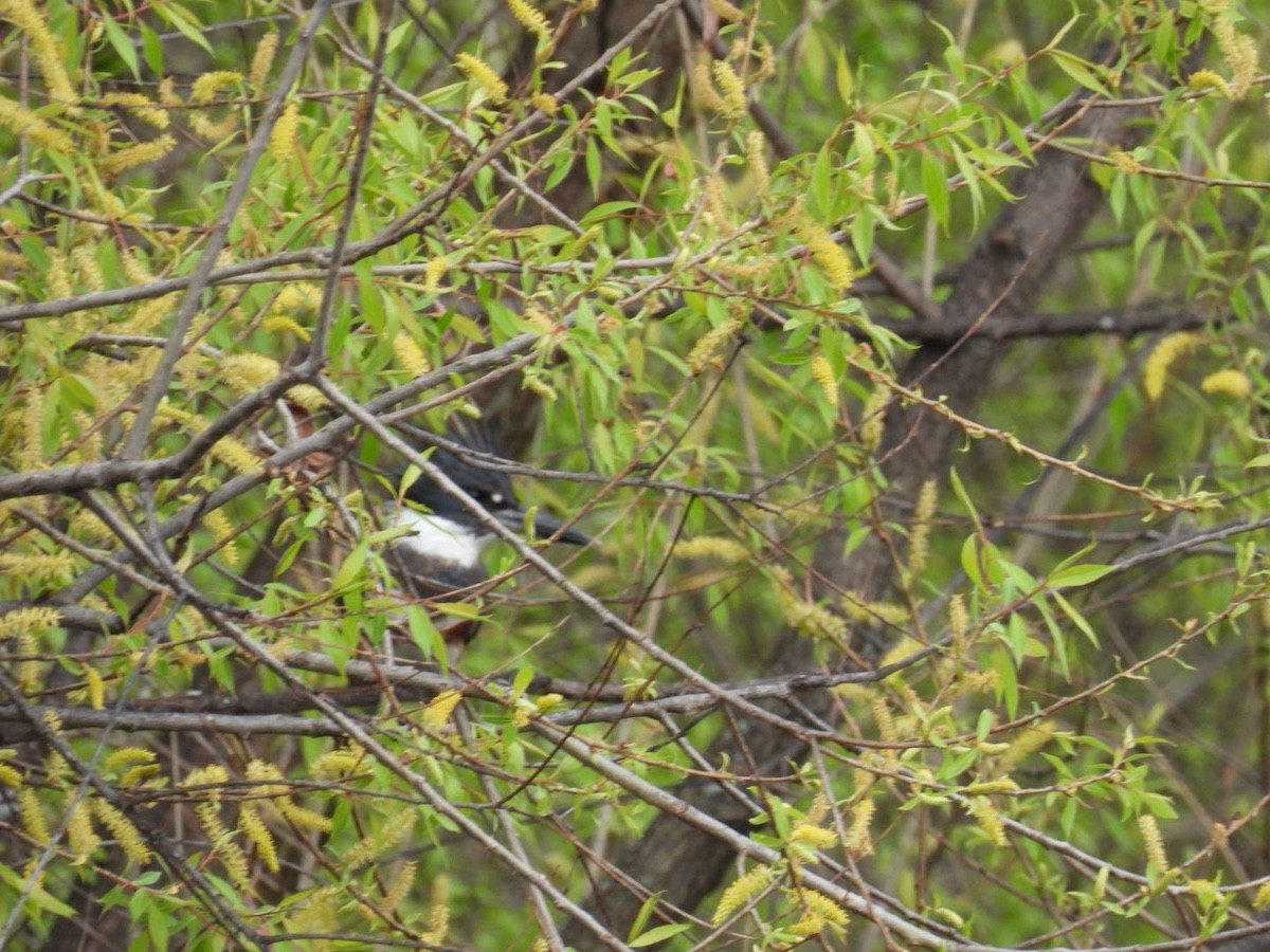 Belted Kingfisher - Bruce Moorman