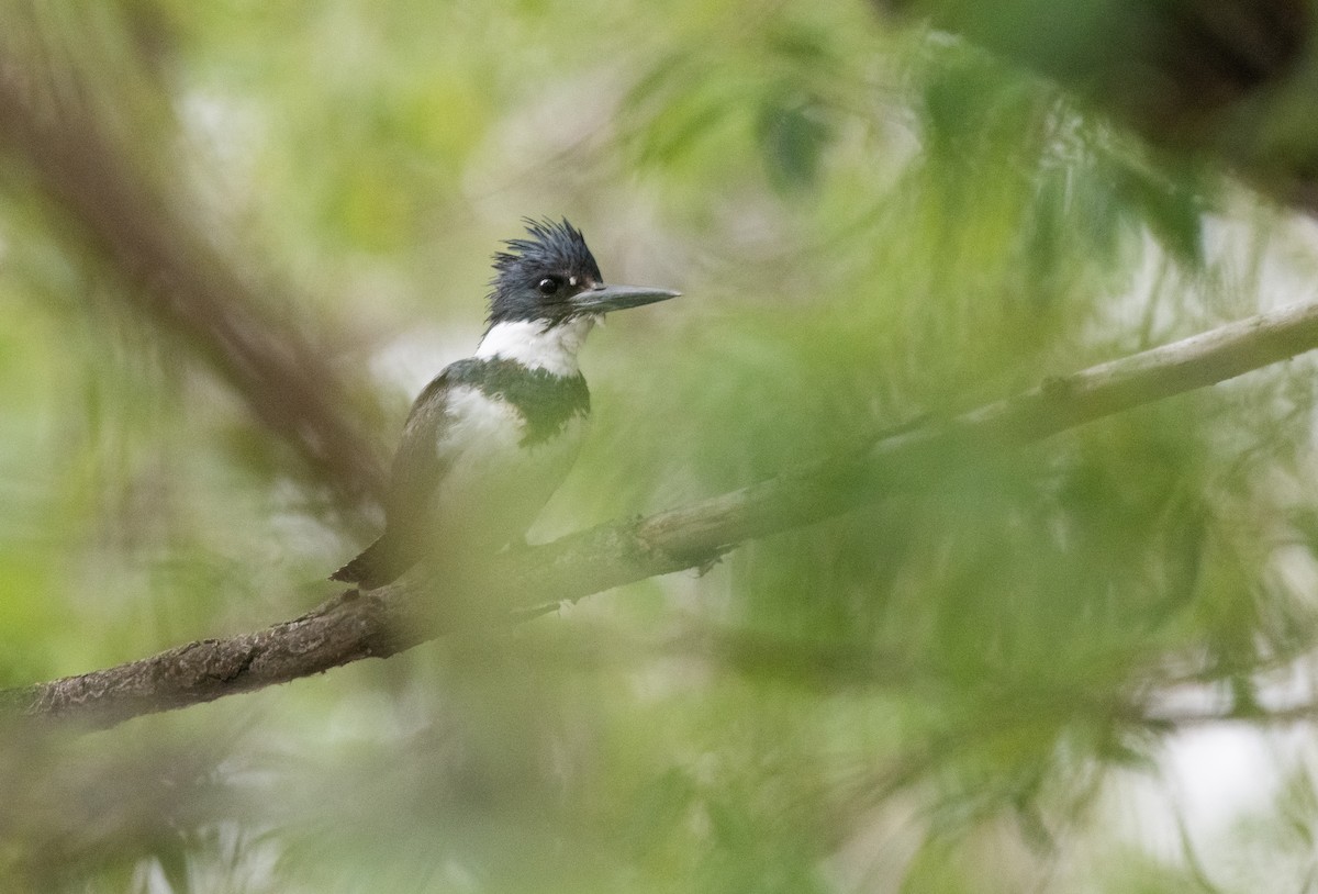 Belted Kingfisher - ML618060053