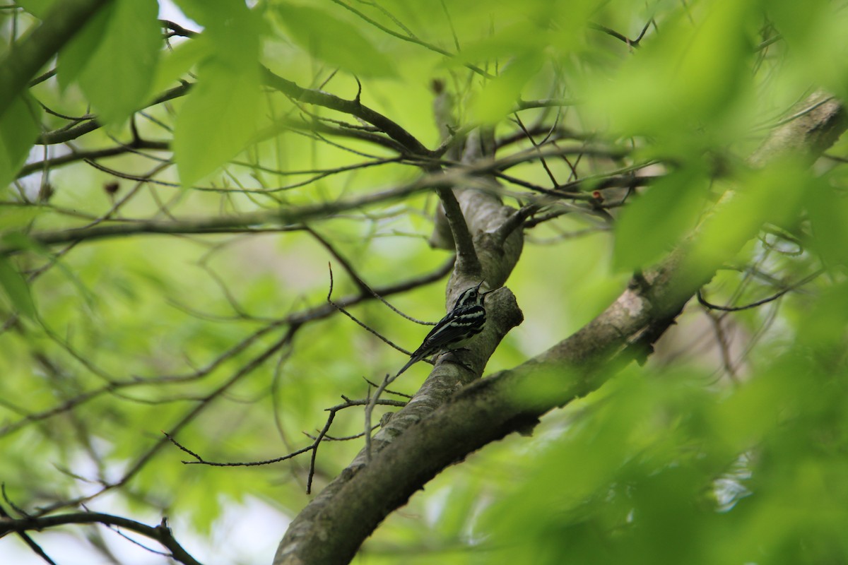 Black-and-white Warbler - ML618060069