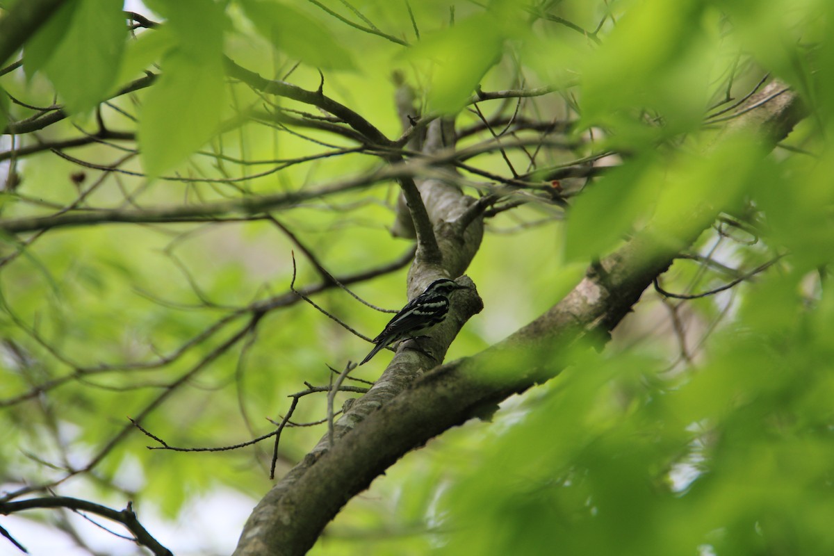 Black-and-white Warbler - ML618060070
