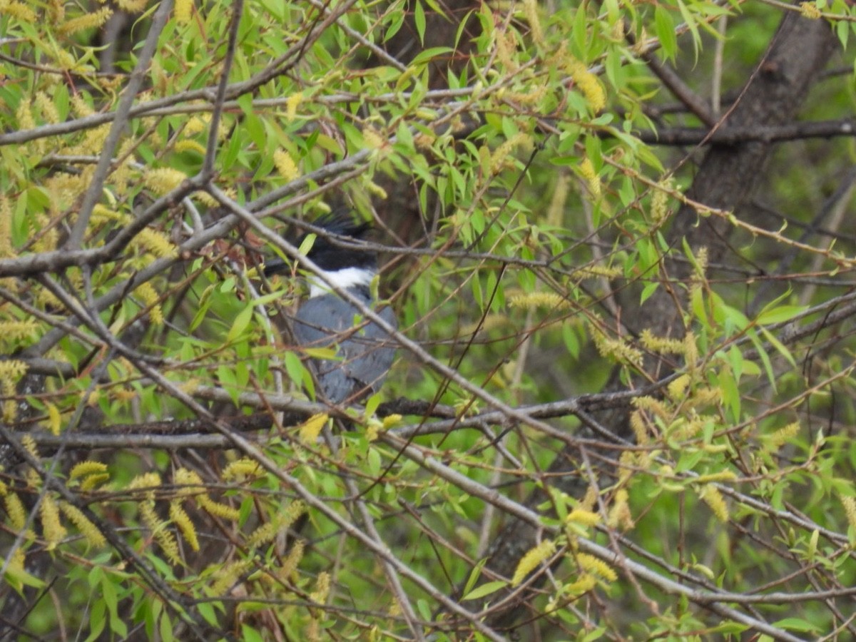 Belted Kingfisher - Bruce Moorman