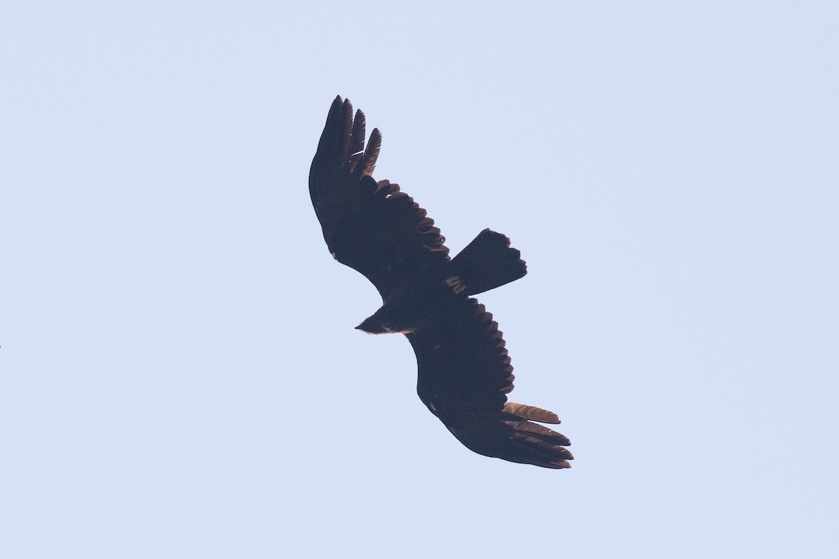 Black Eagle - Xiaoni Xu