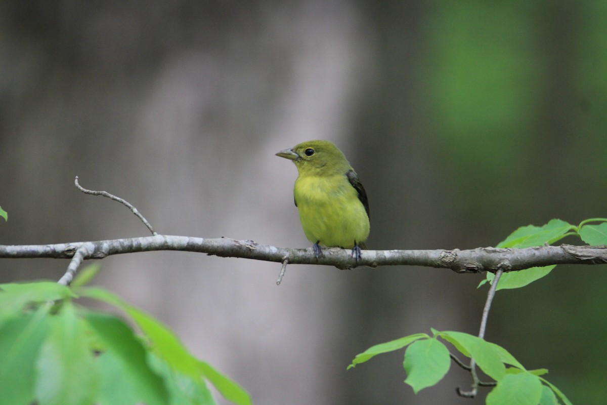 Scarlet Tanager - ML618060135