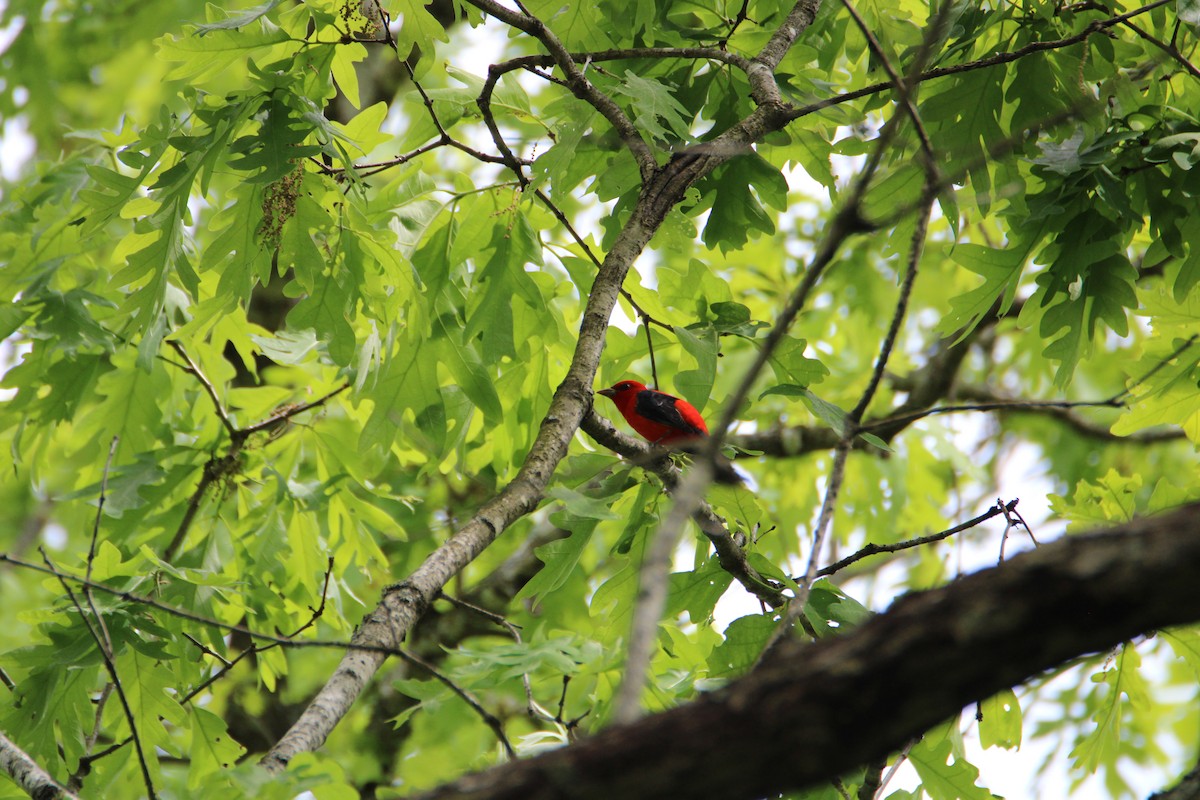 Scarlet Tanager - ML618060138