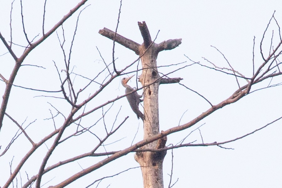 Great Slaty Woodpecker - ML618060169