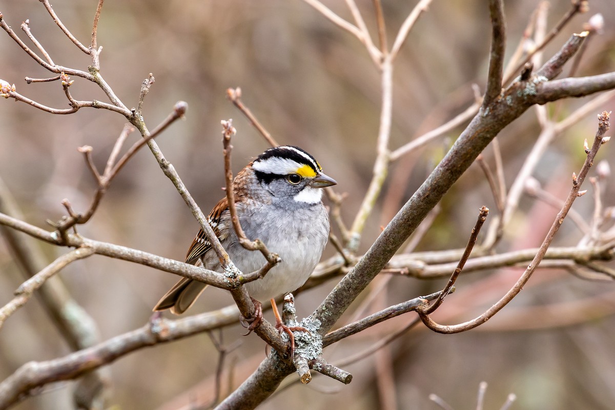 White-throated Sparrow - Denise LaPerriere