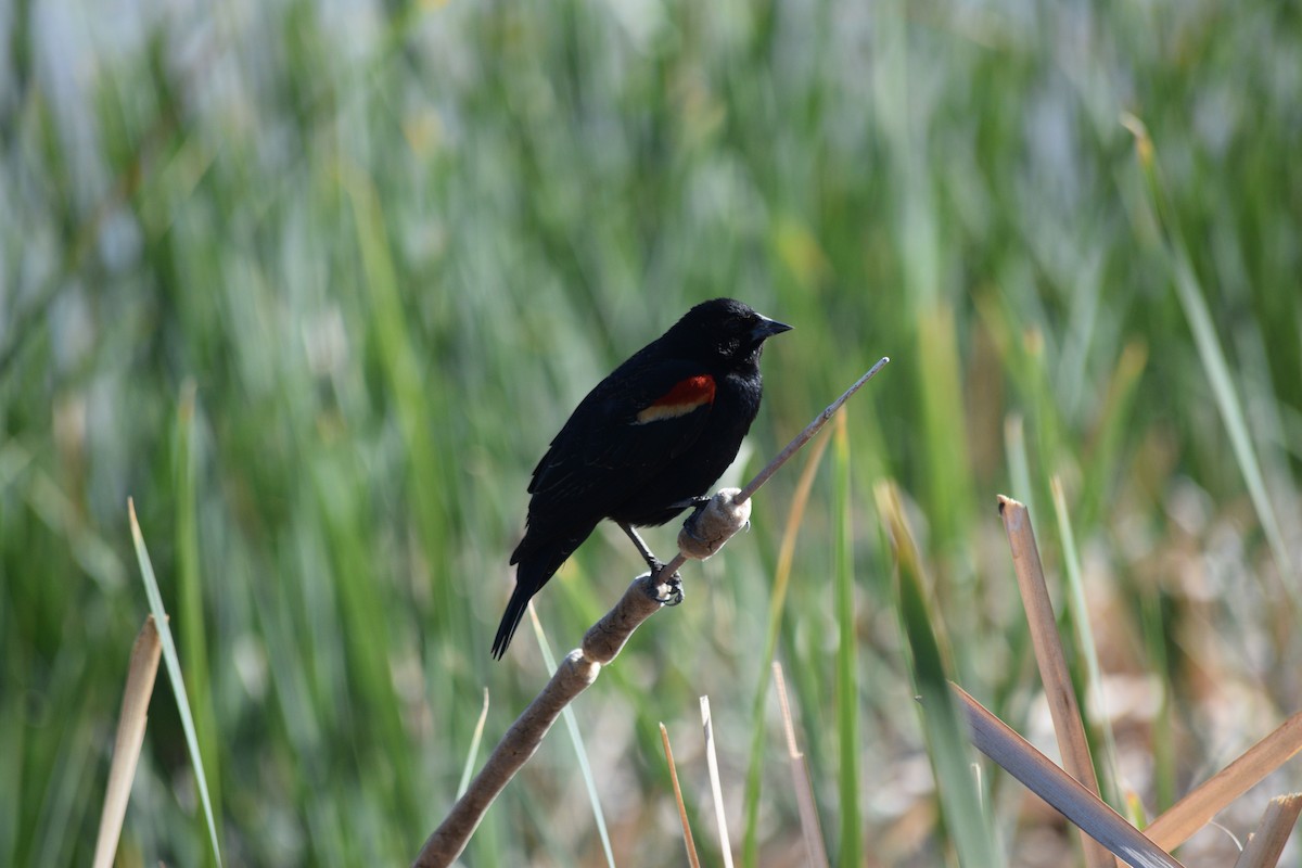 Red-winged Blackbird (Red-winged) - ML618060221