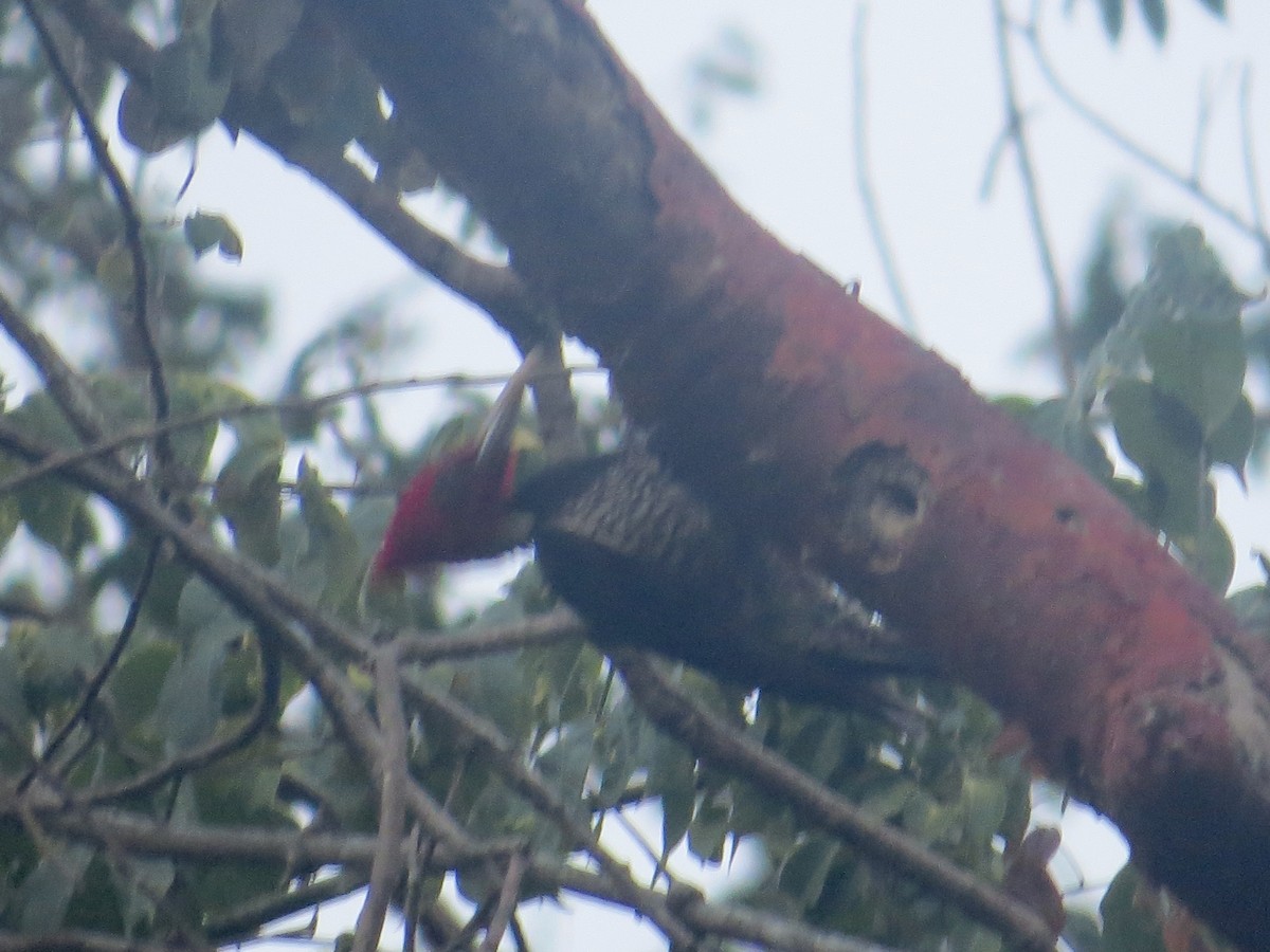 Pale-billed Woodpecker - James Leone