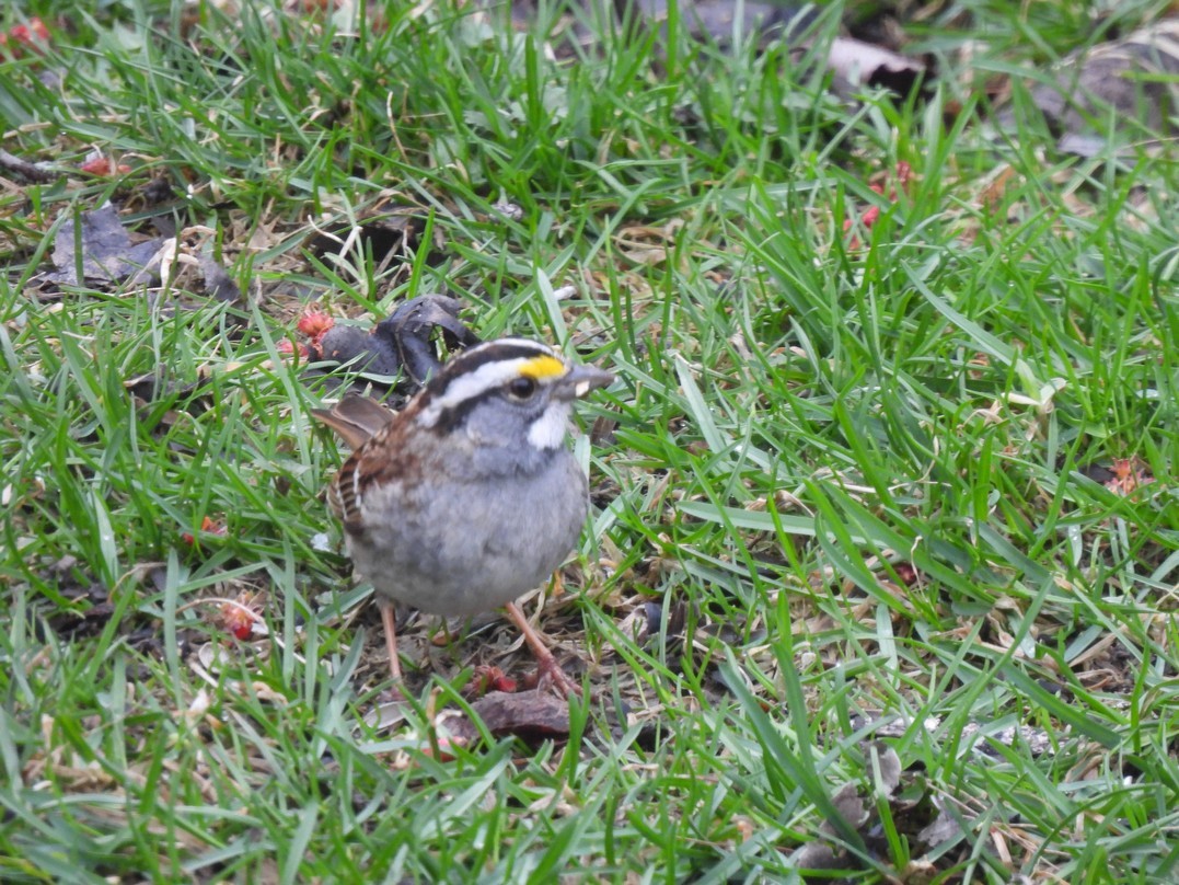 White-throated Sparrow - Frédéric Bédard