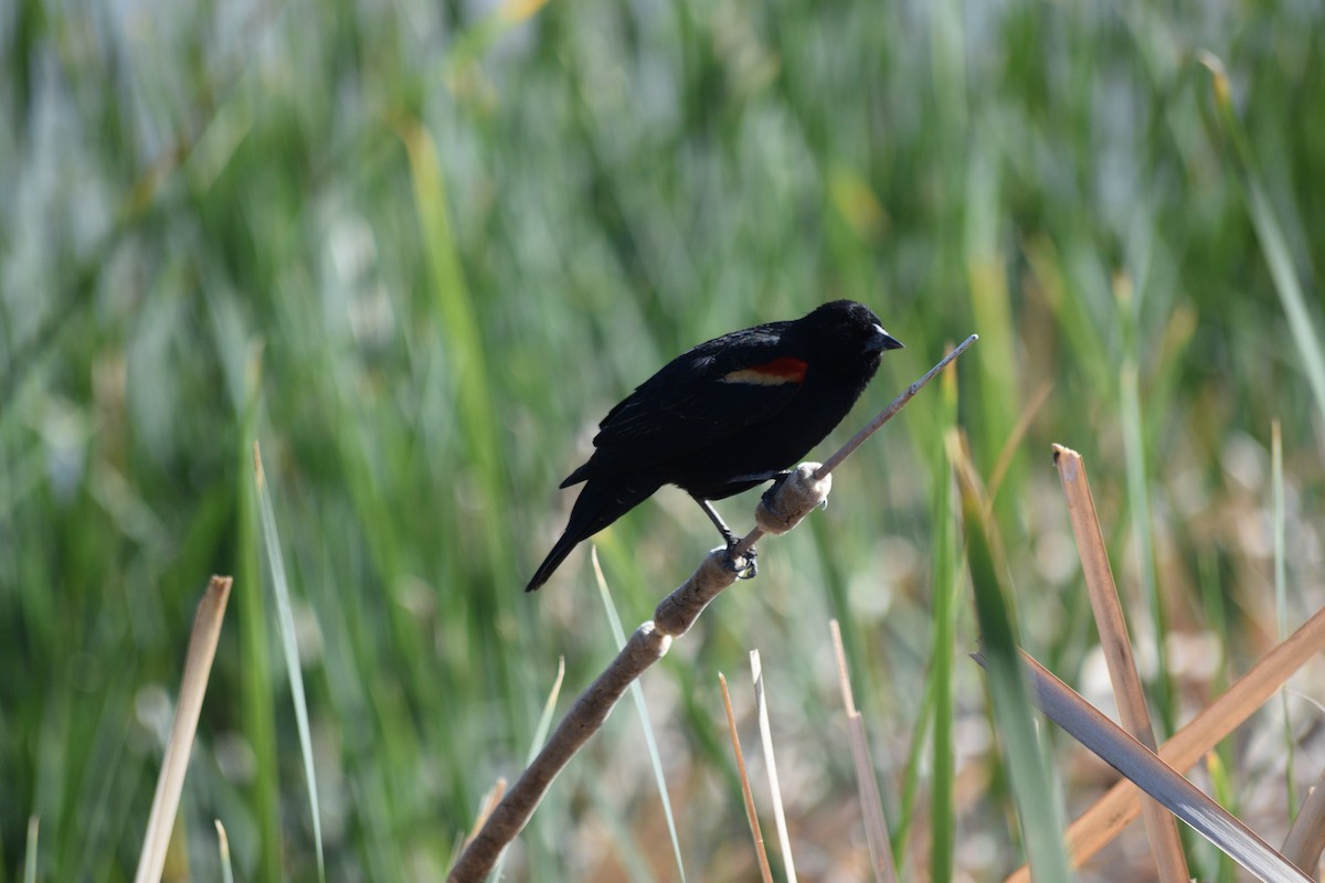 Red-winged Blackbird (Red-winged) - ML618060232