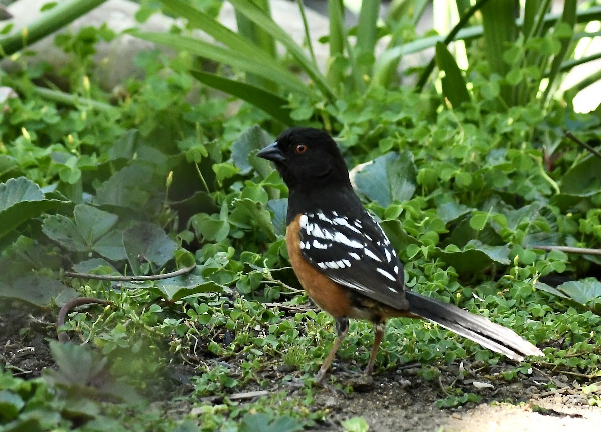 Spotted Towhee - Theresa Bucher