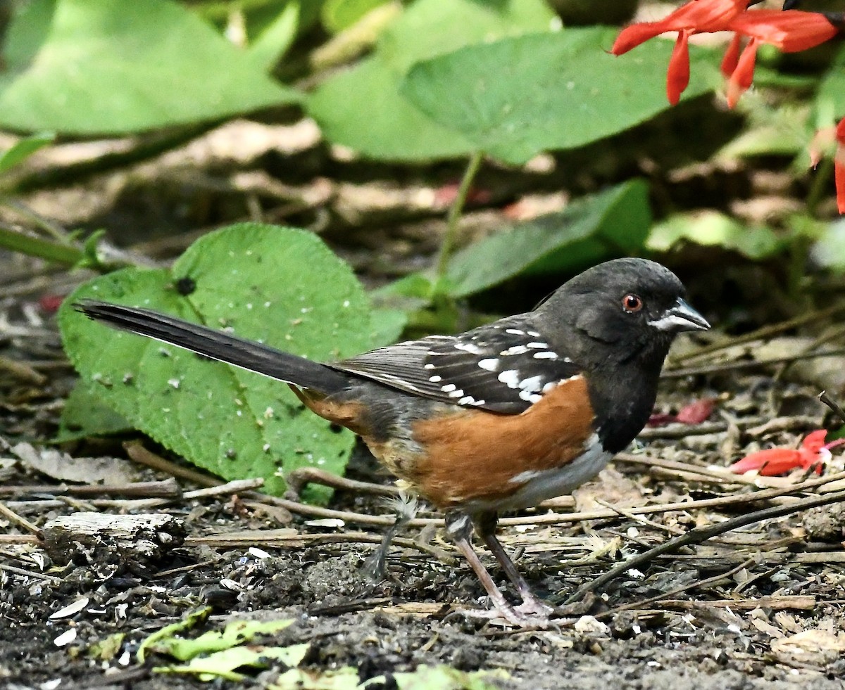 Spotted Towhee - Theresa Bucher