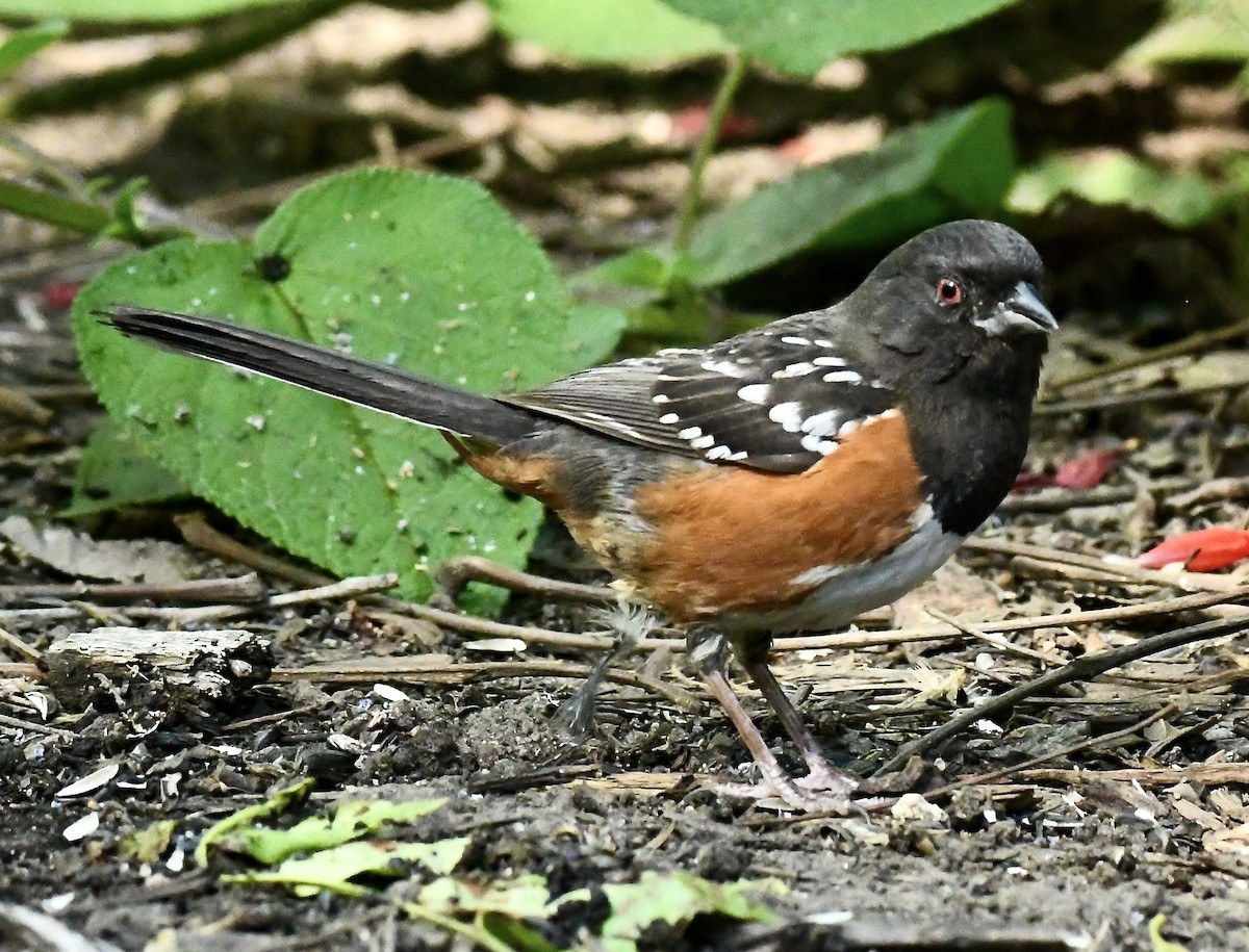 Spotted Towhee - ML618060276