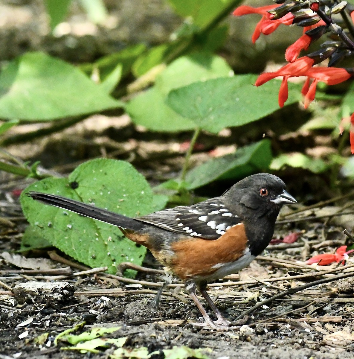 Spotted Towhee - ML618060277