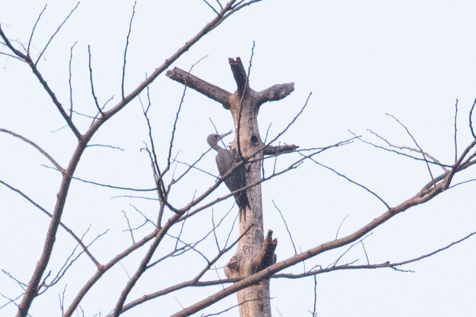 Great Slaty Woodpecker - Xiaoni Xu