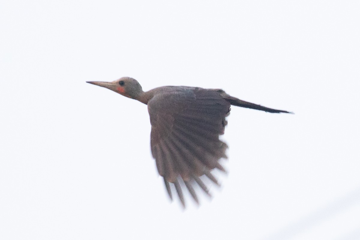 Great Slaty Woodpecker - ML618060289