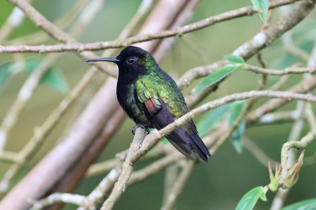 Black-bellied Hummingbird - ML618060323