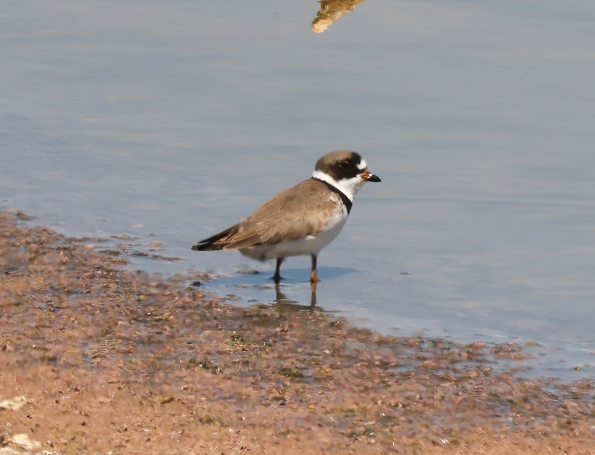 Semipalmated Plover - ML618060348