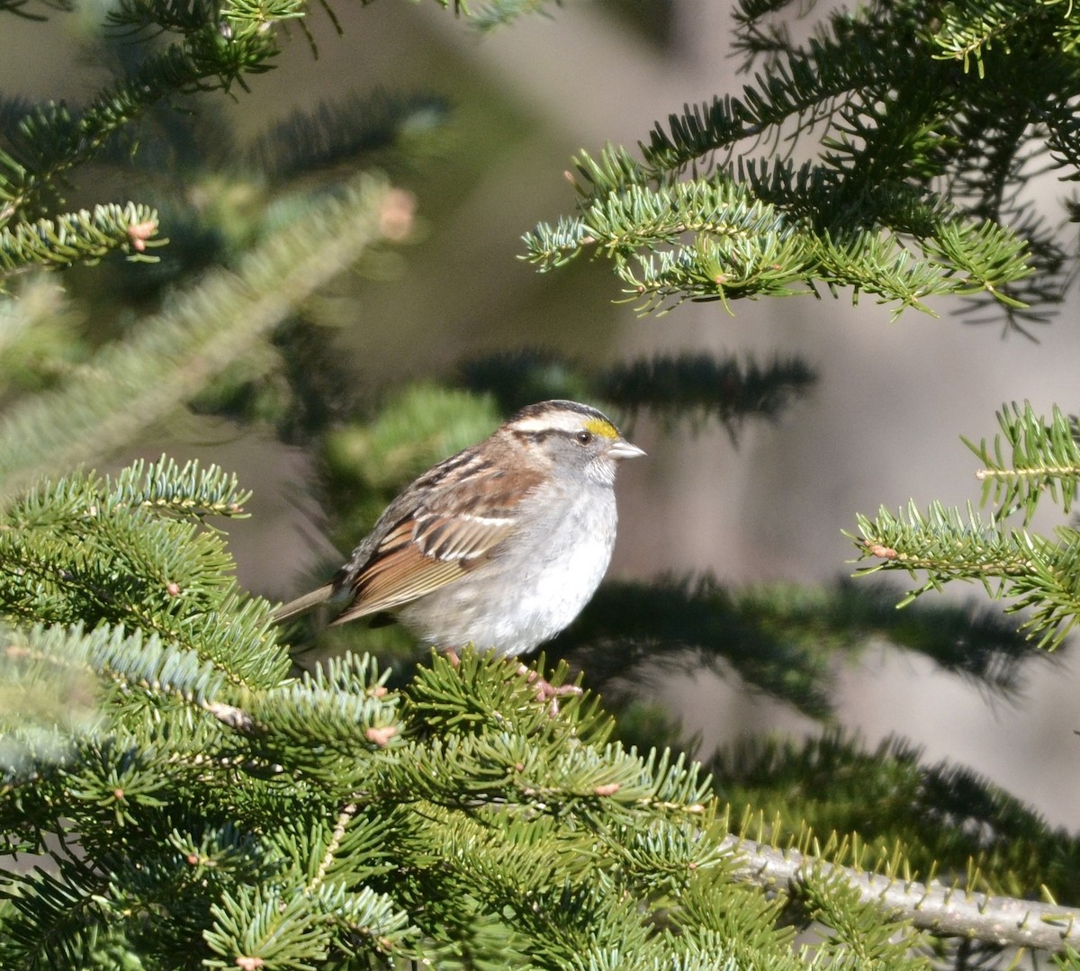White-throated Sparrow - Angelina Vatamanelu