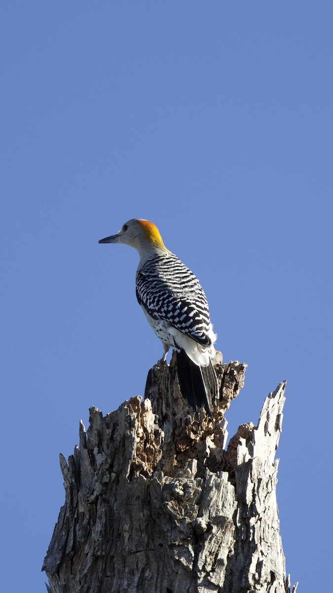 Golden-fronted Woodpecker - Anonymous